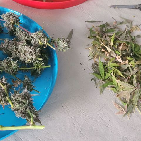Critical Haze growlog timeline photo
