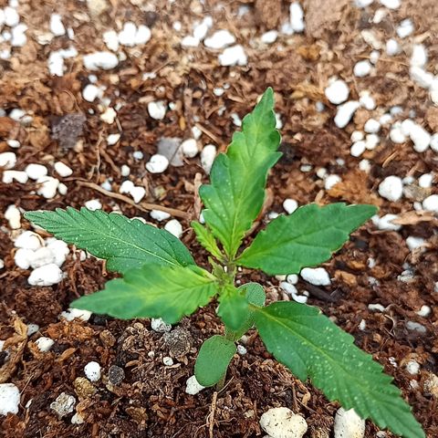 Bellota growlog timeline photo