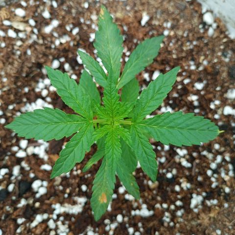 Bellota growlog timeline photo