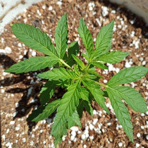 Bellota growlog timeline photo