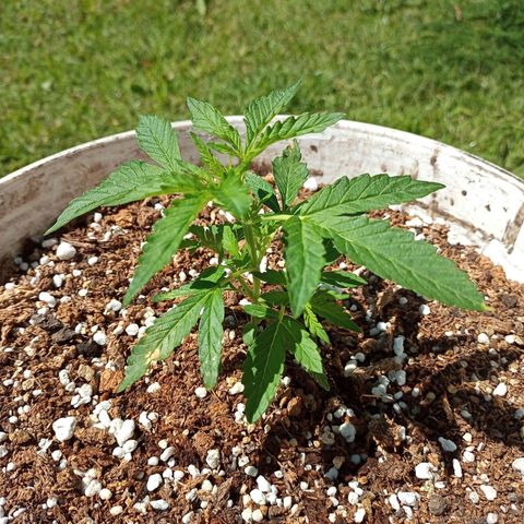 Bellota growlog timeline photo