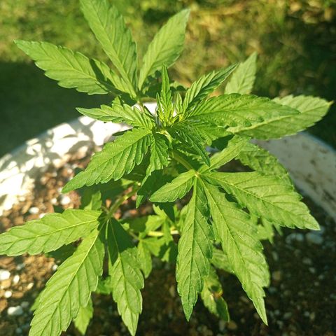Bellota growlog timeline photo