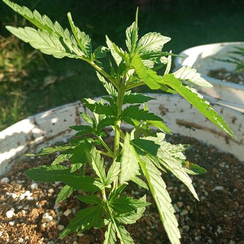 Bellota growlog timeline photo