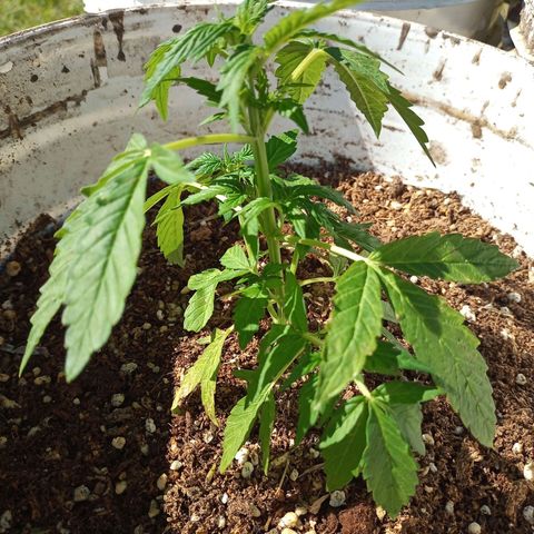 Bellota growlog timeline photo
