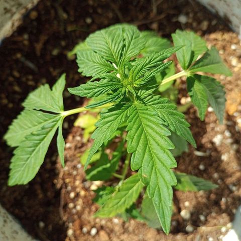 Bellota growlog timeline photo