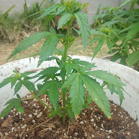 Bellota growlog timeline photo