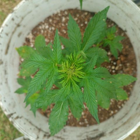 Bellota growlog photo: 21cm