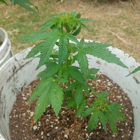 Bellota growlog photo: 21cm