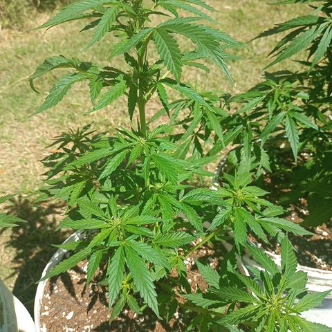 Bellota growlog photo: Medida 37cm