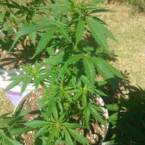 Bellota growlog photo: Medida 37cm
