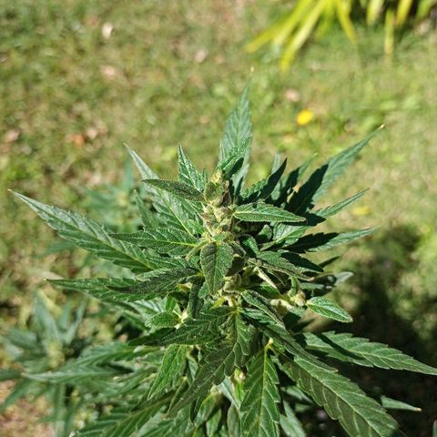 Bellota growlog timeline photo