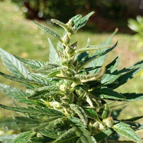 Bellota growlog timeline photo