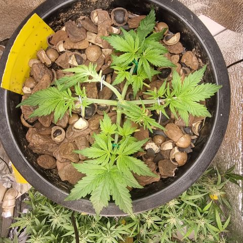 Old gangster growlog timeline photo