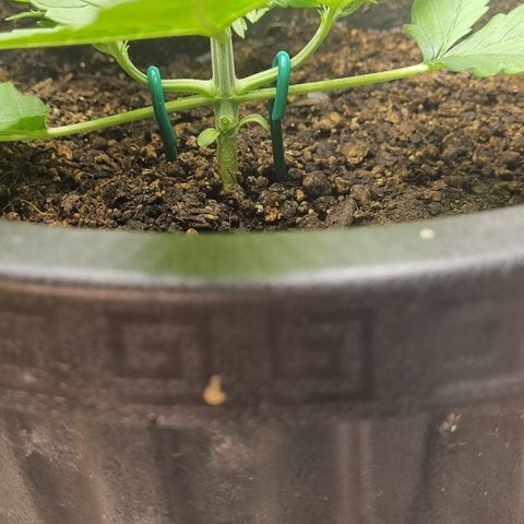 Old gangster growlog timeline photo