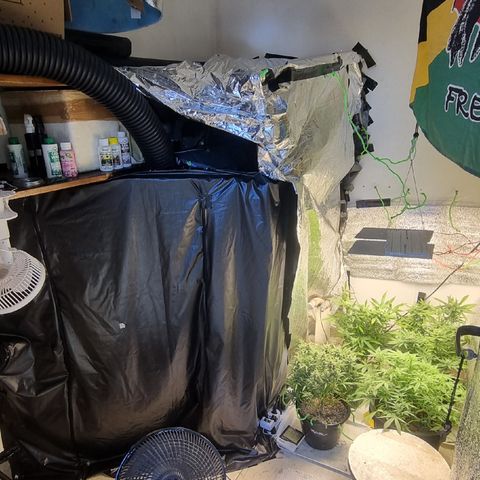Old gangster growlog photo: Antes e depois do grow com dois ambientes