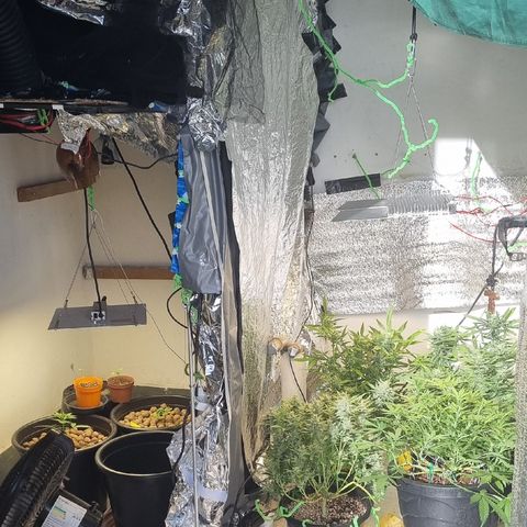 Old gangster growlog photo: Antes e depois do grow com dois ambientes