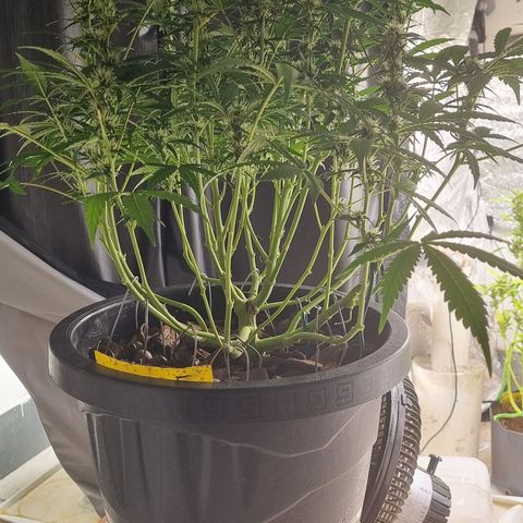 Old gangster growlog timeline photo