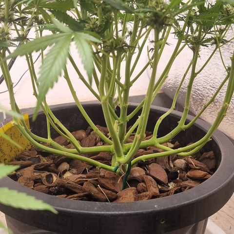 Old gangster growlog timeline photo