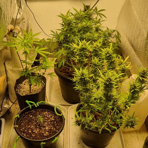 Old gangster growlog timeline photo