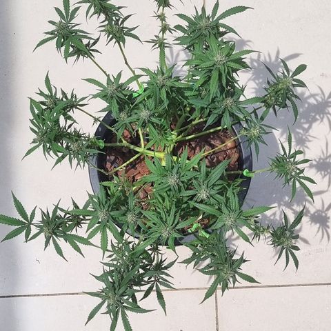 Old gangster growlog timeline photo