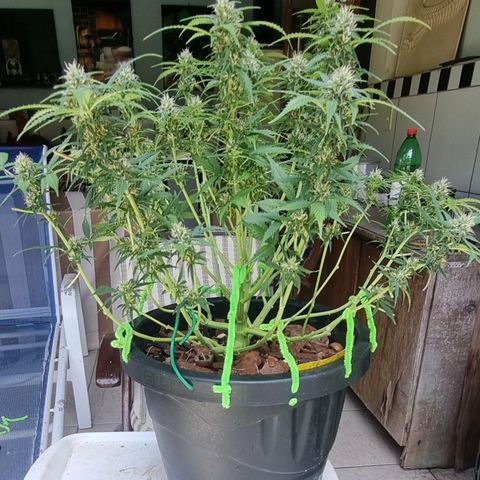 Old gangster growlog timeline photo