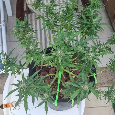 Old gangster growlog timeline photo