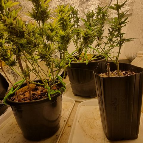 Old gangster growlog timeline photo