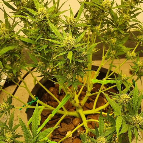 Old gangster growlog timeline photo