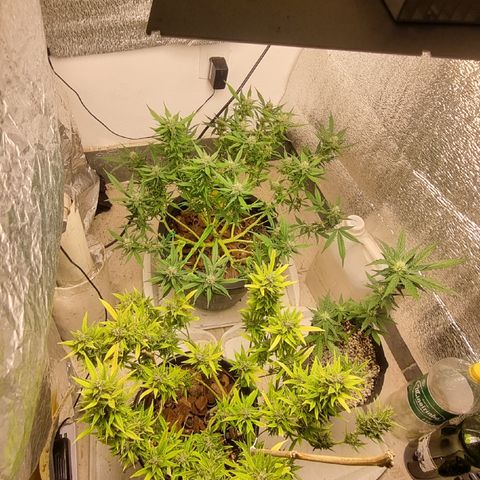 Old gangster growlog timeline photo