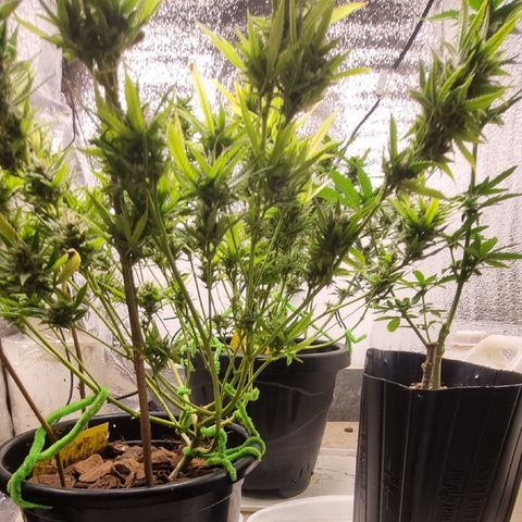 Old gangster growlog timeline photo