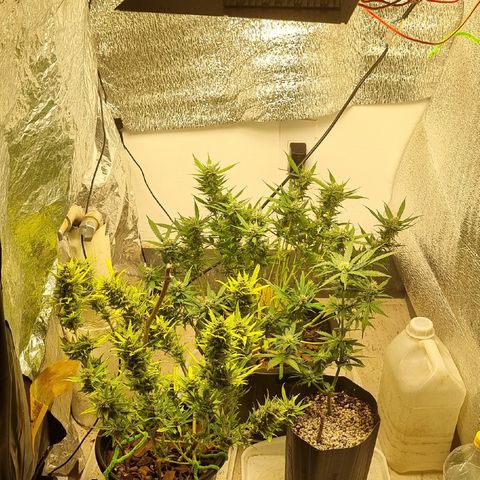 Old gangster growlog timeline photo