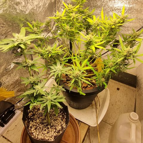 Old gangster growlog timeline photo