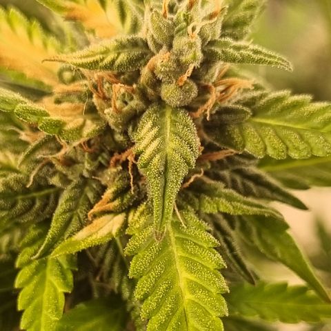 Old gangster growlog timeline photo