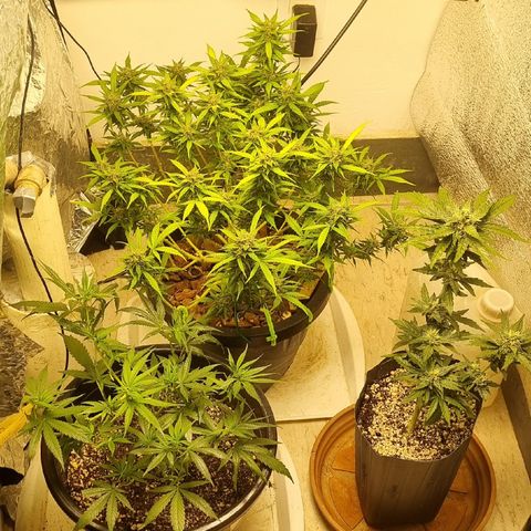 Old gangster growlog timeline photo