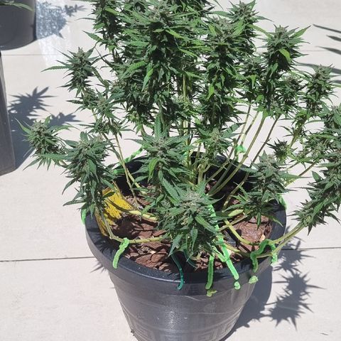 Old gangster growlog timeline photo