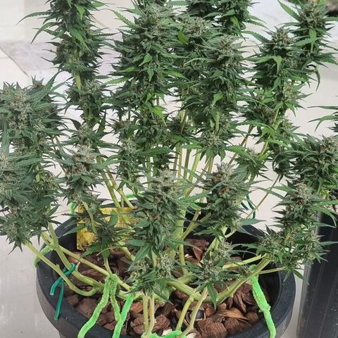Old gangster growlog timeline photo