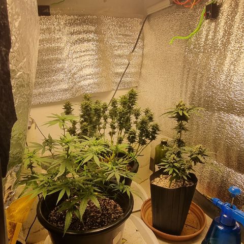 Old gangster growlog timeline photo