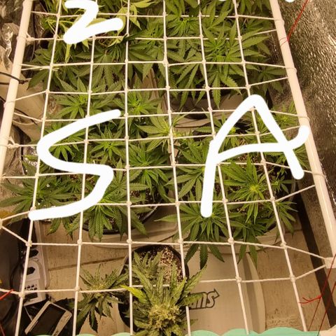 Old gangster growlog timeline photo