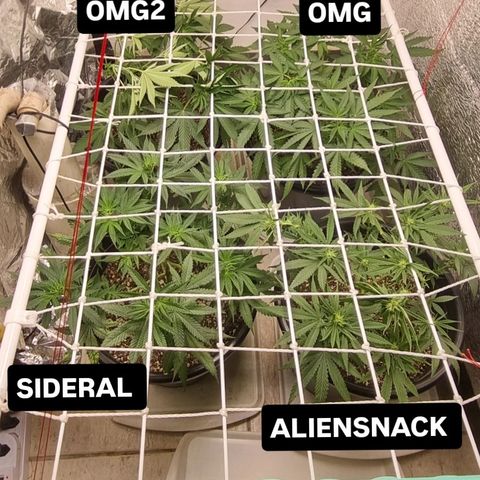 Old gangster growlog timeline photo