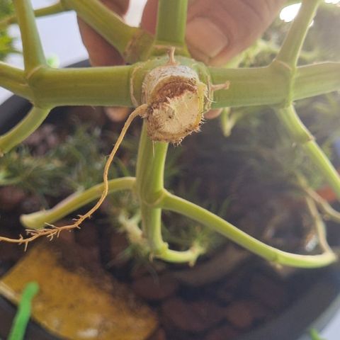 Old gangster growlog timeline photo
