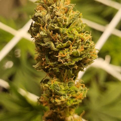 Old gangster growlog timeline photo