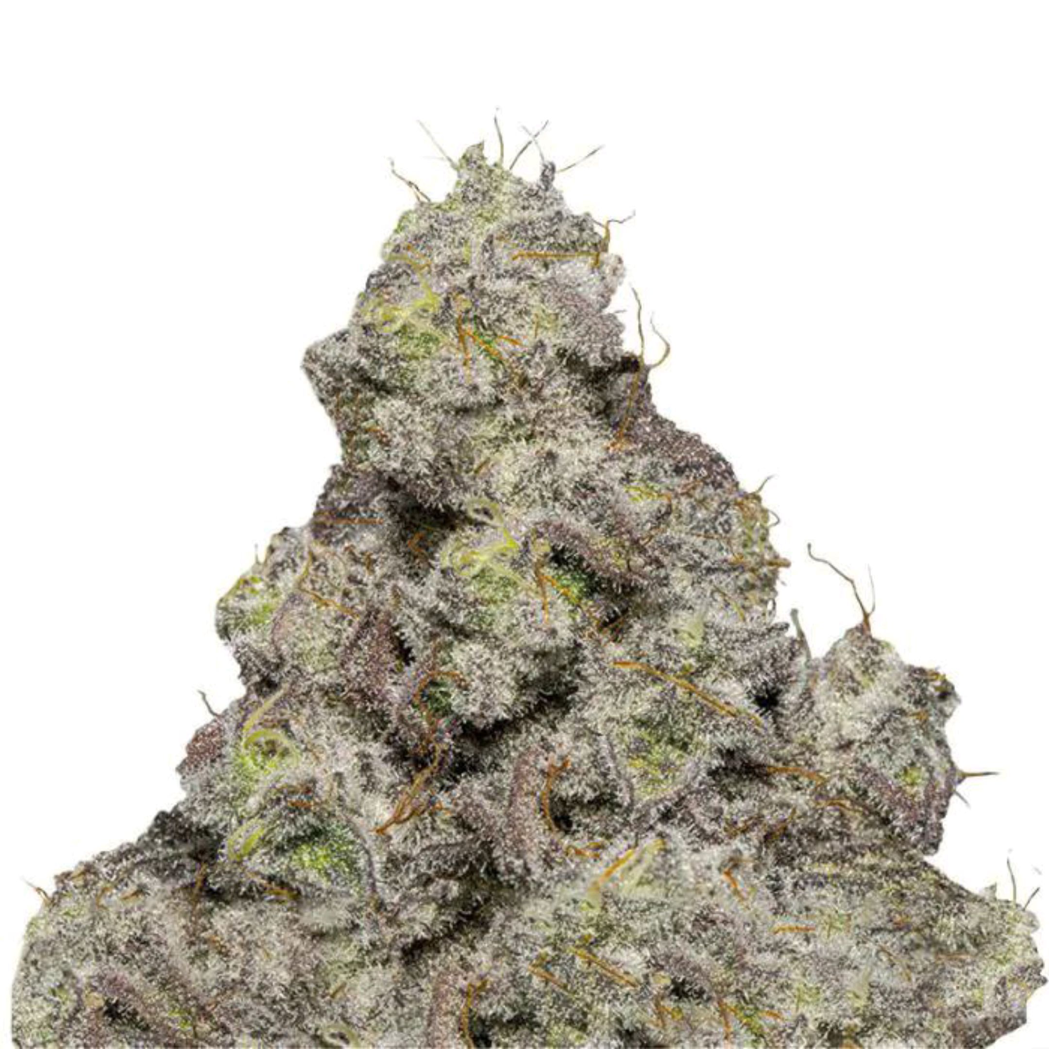 Blue Forest Berry Autoflowering growlog header