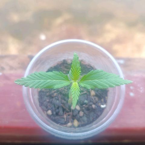 Blue Forest Berry Autoflowering growlog photo