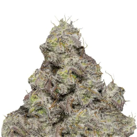 Blue Forest Berry Autoflowering growlog photo