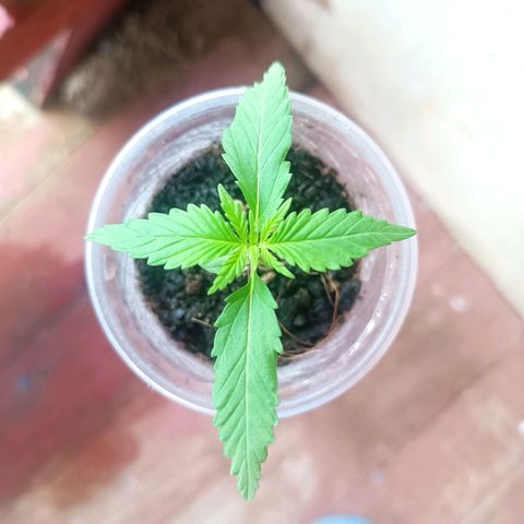 Blue Forest Berry Autoflowering growlog photo