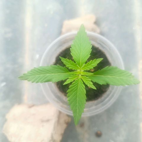 Blue Forest Berry Autoflowering growlog photo
