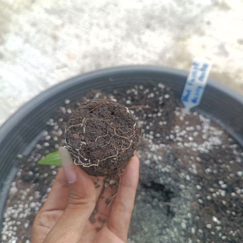 Blue Forest Berry Autoflowering growlog photo: Transplant
