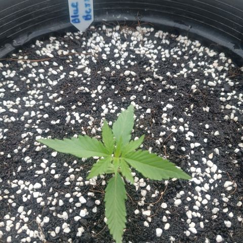 Blue Forest Berry Autoflowering growlog photo: Transplant