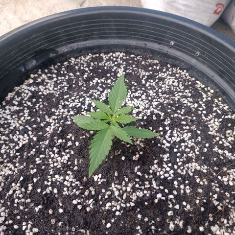 Blue Forest Berry Autoflowering growlog timeline photo