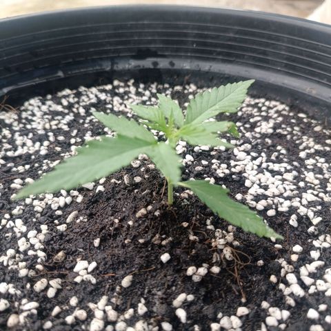 Blue Forest Berry Autoflowering growlog timeline photo